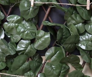 034-AGUACATE-Y-LIMON-FELGUERA-FOTOGRAFO